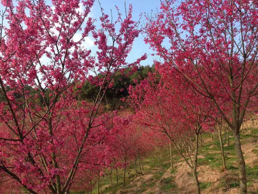 臺灣陽明山櫻花